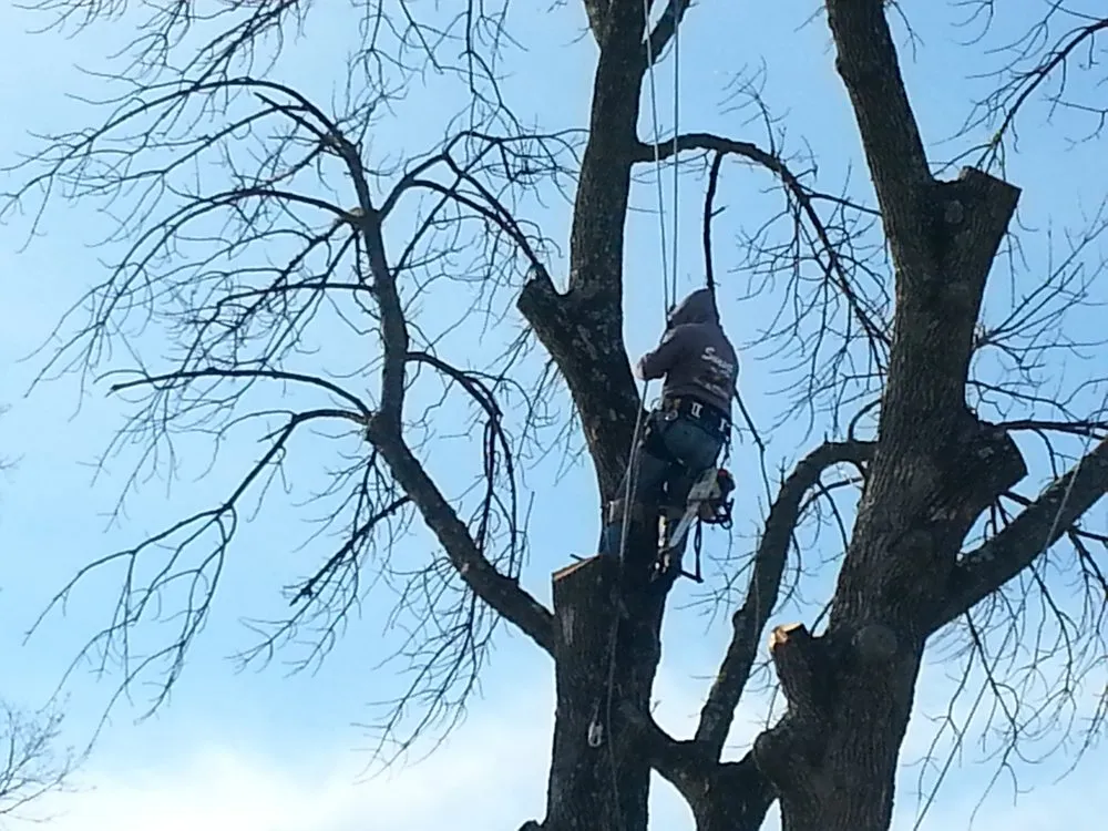 Custom lawn mowing service in Beavercreek, OH - Sunset Tree Service