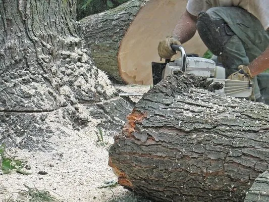 Sunset Tree Service Logo