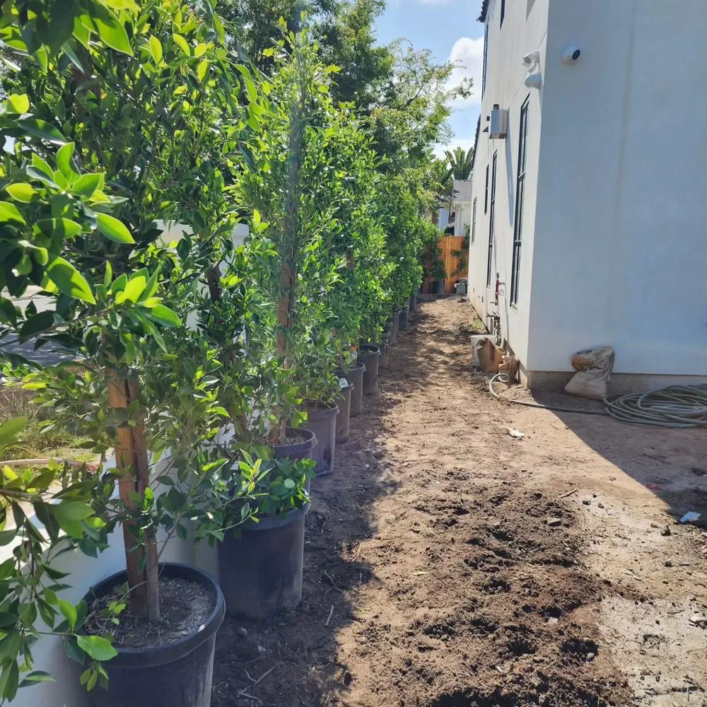 Local garden landscaping for year-round maintenance across Kagel Canyon, CA - Sunset Tree Works