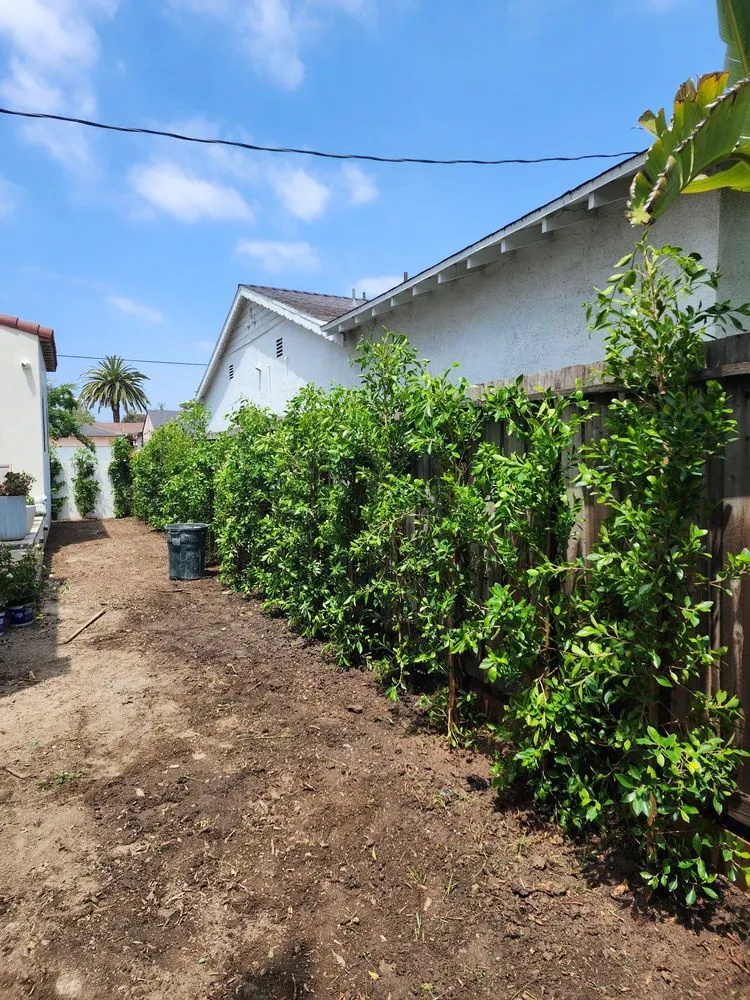 Trusted landscaping services with custom design across Kagel Canyon, CA - Sunset Tree Works