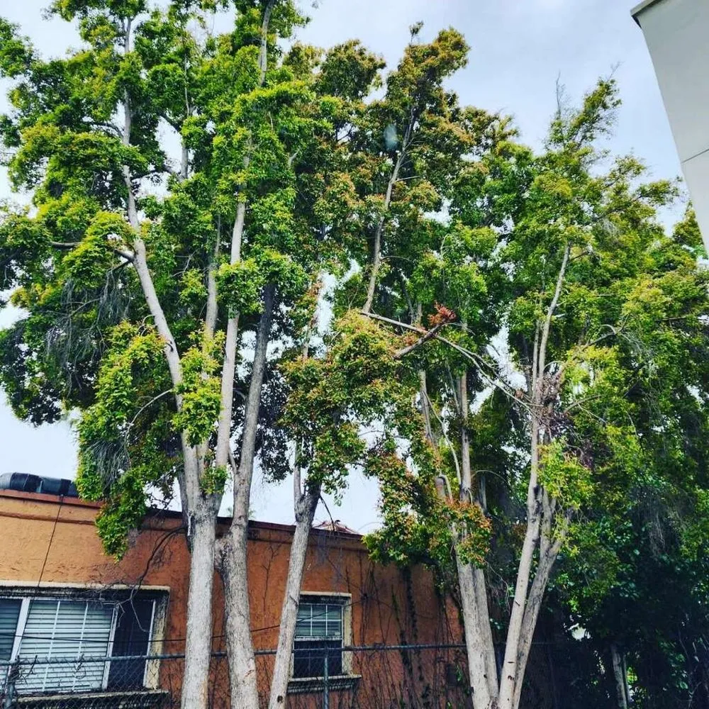 Professional yard cleanup service near you across Kagel Canyon, CA - Sunset Tree Works