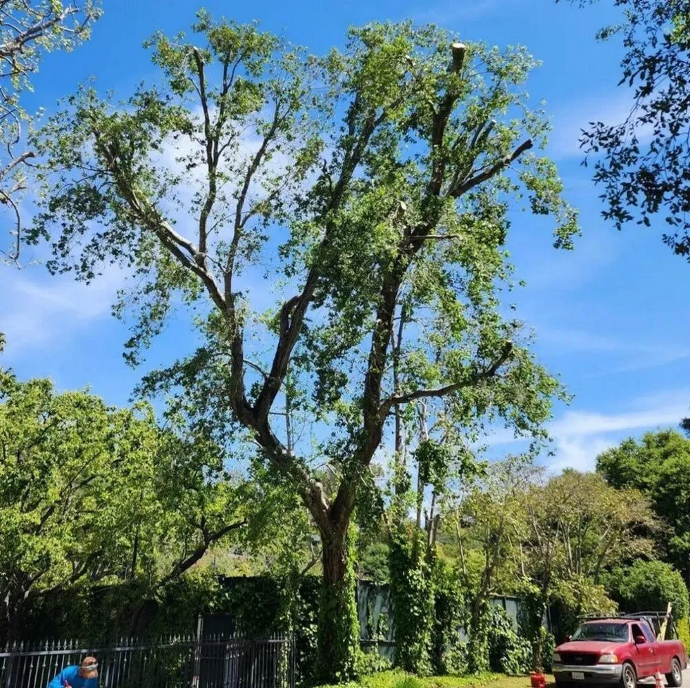 Reliable landscape installation in Kagel Canyon, CA by Sunset Tree Works