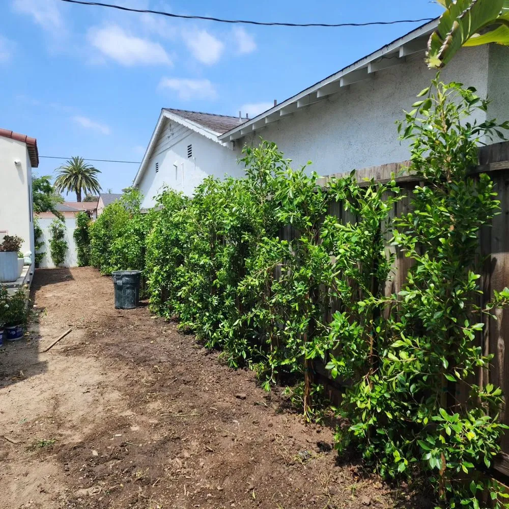 Local landscape design near you in Kagel Canyon, CA by Sunset Tree Works