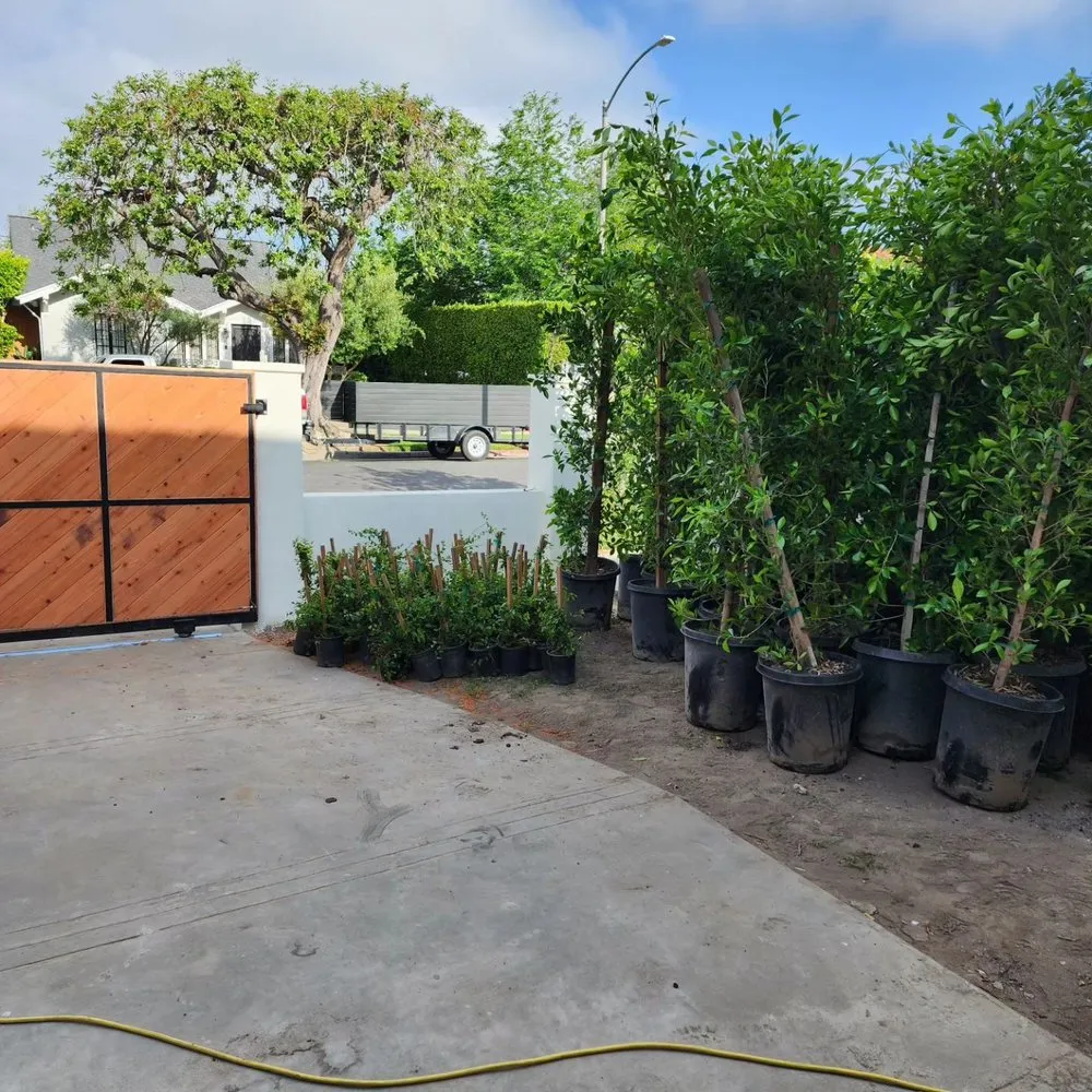Trusted lawn mowing service in Kagel Canyon, CA by Sunset Tree Works