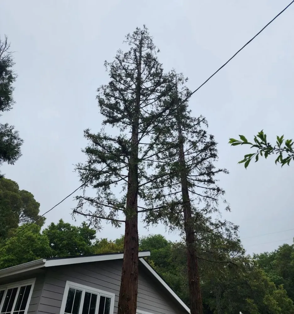 Professional yard cleanup service for residential properties across Kagel Canyon, CA - Sunset Tree Works