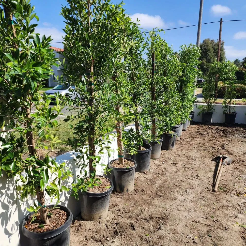 Local yard maintenance in Kagel Canyon, CA - Sunset Tree Works