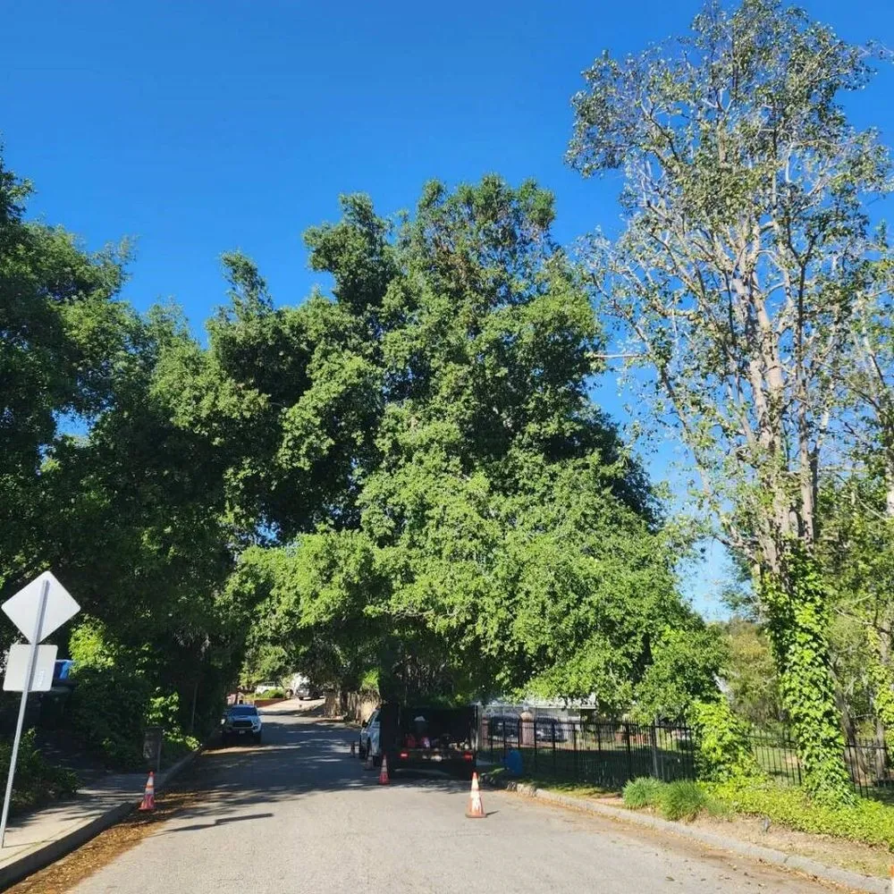 Local yard maintenance for residential properties in Kagel Canyon, CA by Sunset Tree Works