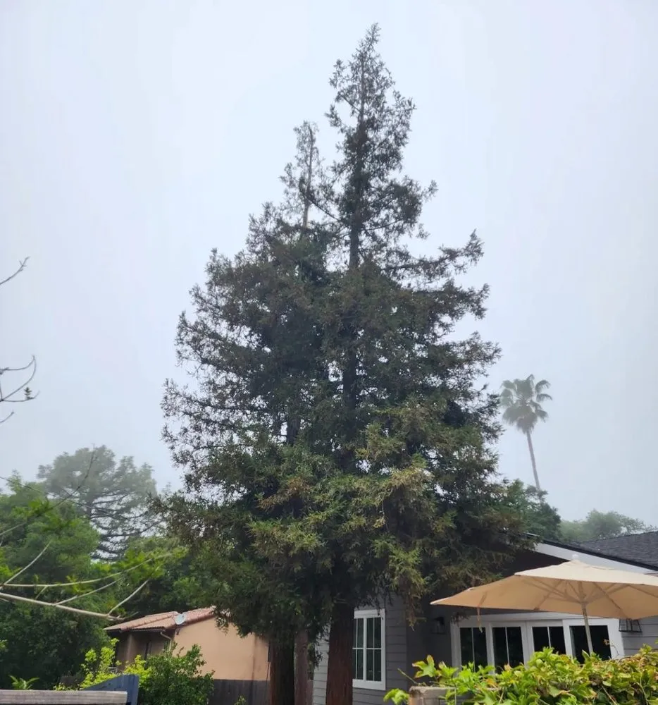 Affordable outdoor landscaping for year-round maintenance across Kagel Canyon, CA - Sunset Tree Works