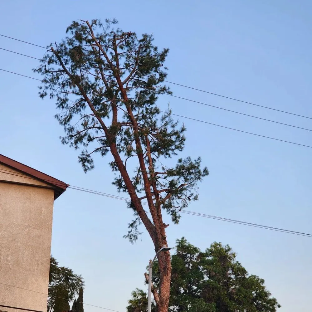 Custom lawn mowing service for outdoor upgrades in Kagel Canyon, CA by Sunset Tree Works