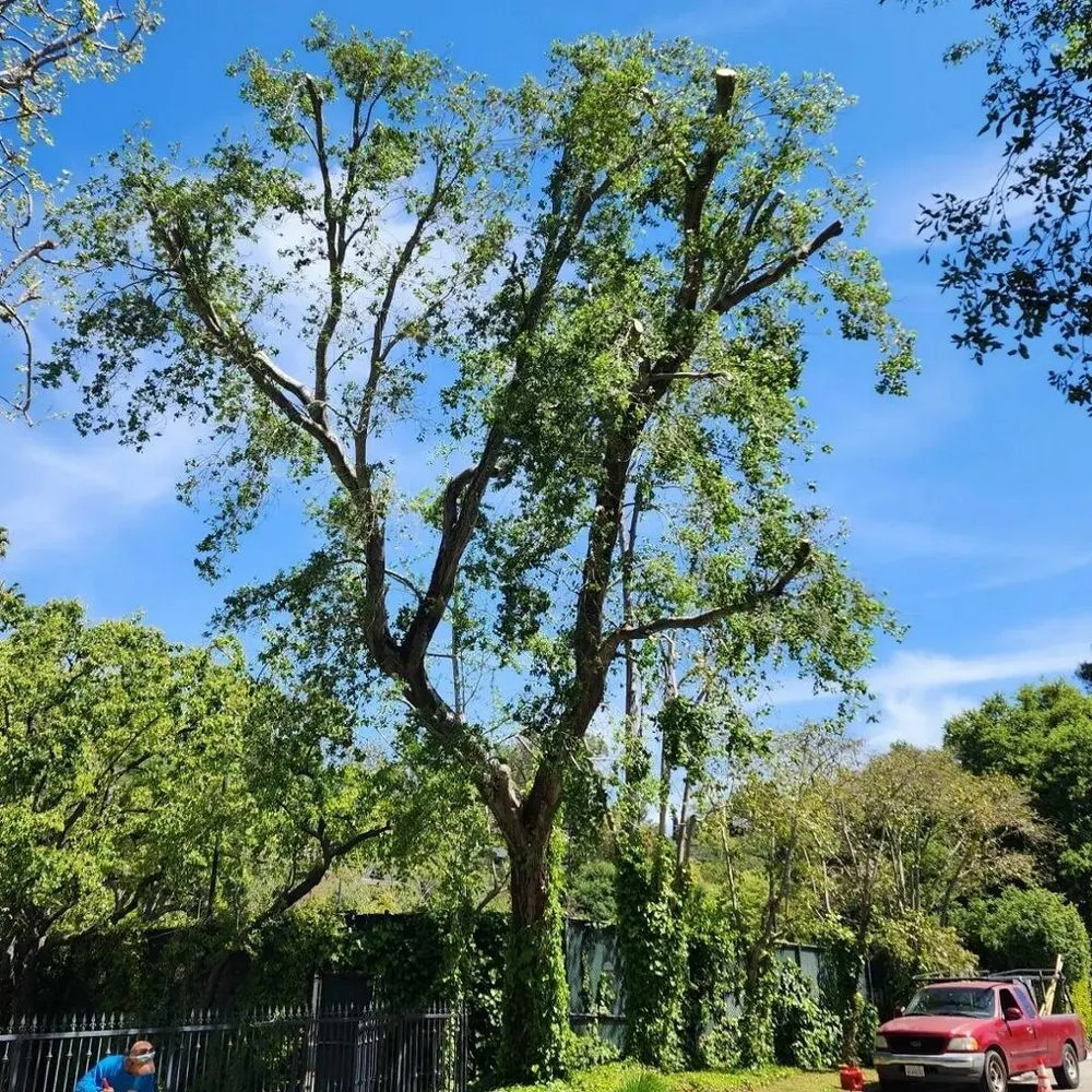 Trusted lawn mowing service in Kagel Canyon, CA by Sunset Tree Works