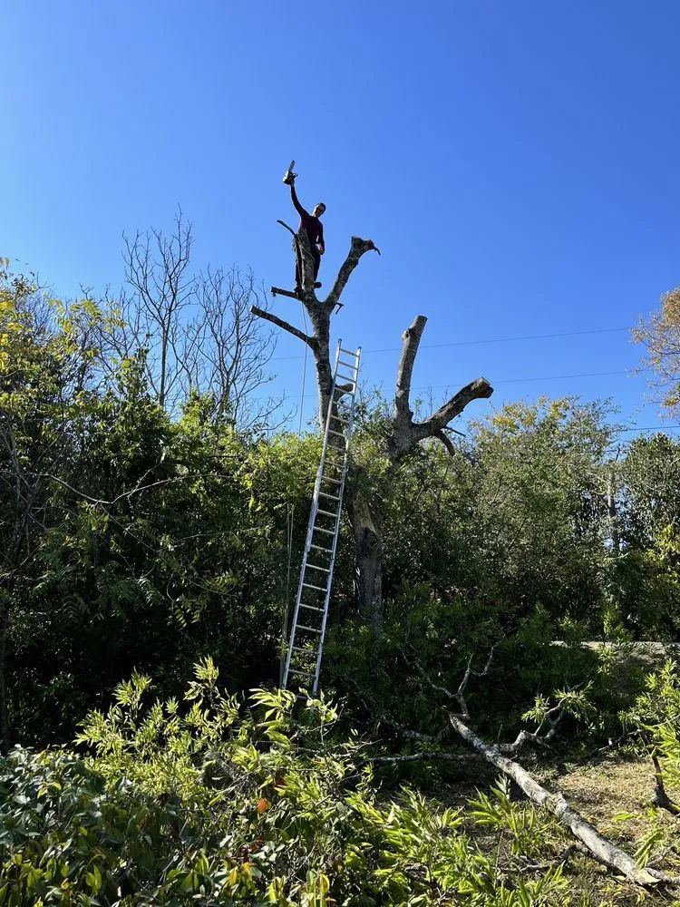 Reliable outdoor landscaping for year-round maintenance in Sunset Valley, TX by Sunset Valley Landscape & Tree Service