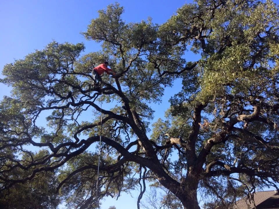 Local landscape design for residential properties across Sunset Valley, TX - Sunset Valley Landscape & Tree Service