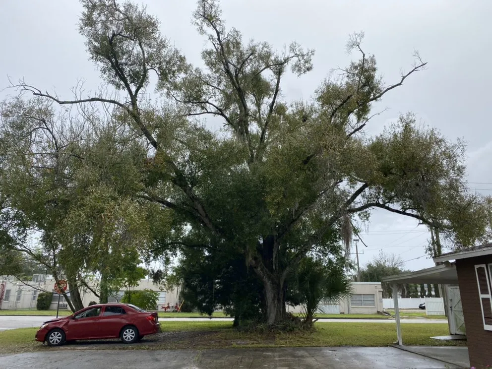 Trusted yard maintenance experts serving Alafaya, FL - Sunshine Fields Ladscaping