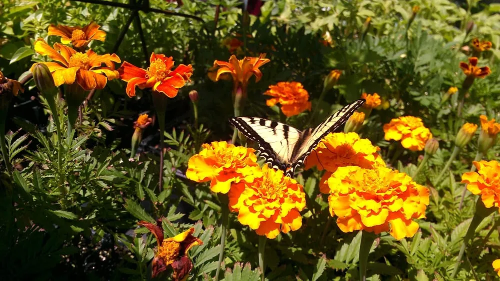 Affordable landscaping services for residential properties across Pine River, MN - Sunshine Gardens Nursery & Landscaping
