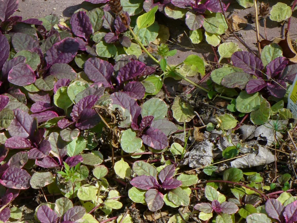 Expert yard maintenance in Pine River, MN - Sunshine Gardens Nursery & Landscaping