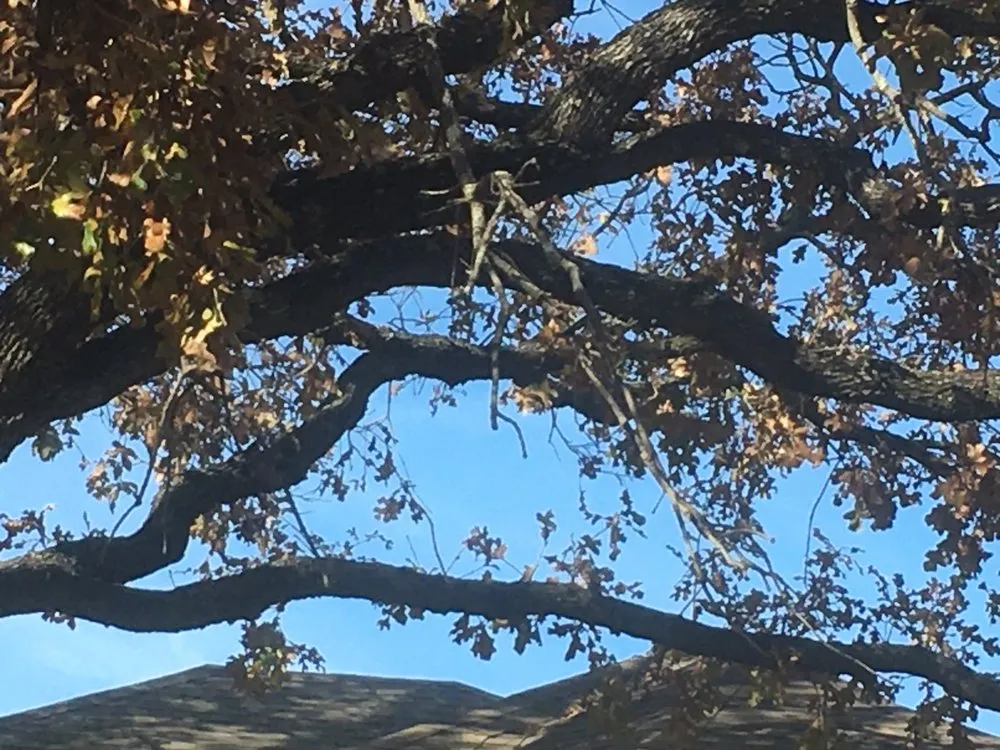 Trusted yard maintenance in Lewisville, TX by Sunshine Home Hero