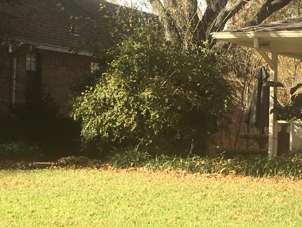 Expert yard cleanup service experts serving Lewisville, TX - Sunshine Home Hero