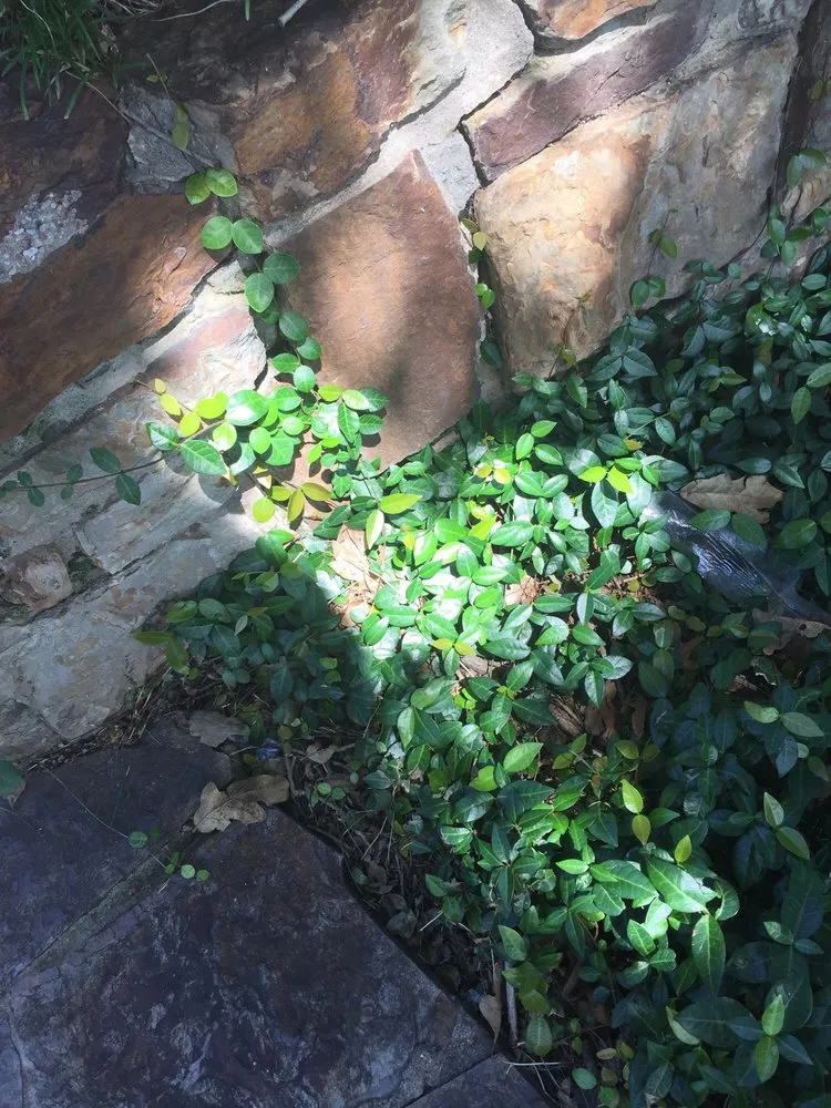 Affordable lawn care service in Lewisville, TX by Sunshine Home Hero