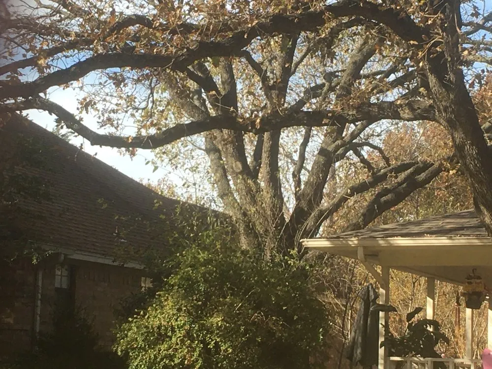 Professional yard cleanup service for beautiful yards across Lewisville, TX - Sunshine Home Hero