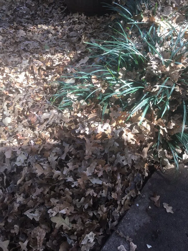 Top-rated landscaping services experts serving Lewisville, TX - Sunshine Home Hero