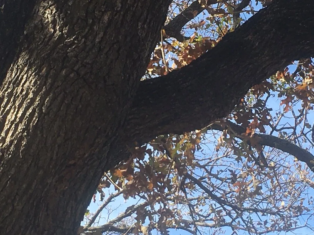 Expert yard maintenance in Lewisville, TX - Sunshine Home Hero