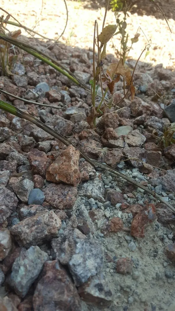 Expert lawn mowing service in Las Vegas, NV - Sunshine Landscaping