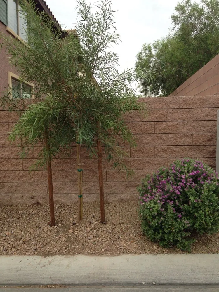 Top-rated residential landscaping in Las Vegas, NV by Sunshine Landscaping