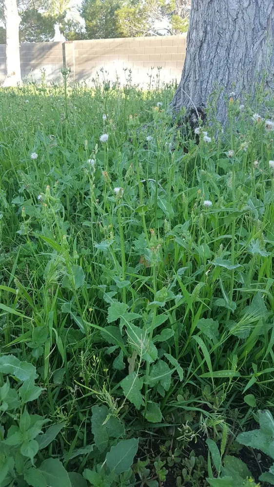 Affordable landscape installation for homes across Las Vegas, NV - Sunshine Landscaping