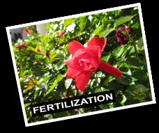 Trusted yard cleanup service for beautiful yards across Las Vegas, NV - Sunshine Landscaping