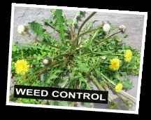 Trusted garden landscaping in Las Vegas, NV - Sunshine Landscaping