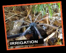 Local lawn care service for beautiful yards in Las Vegas, NV by Sunshine Landscaping