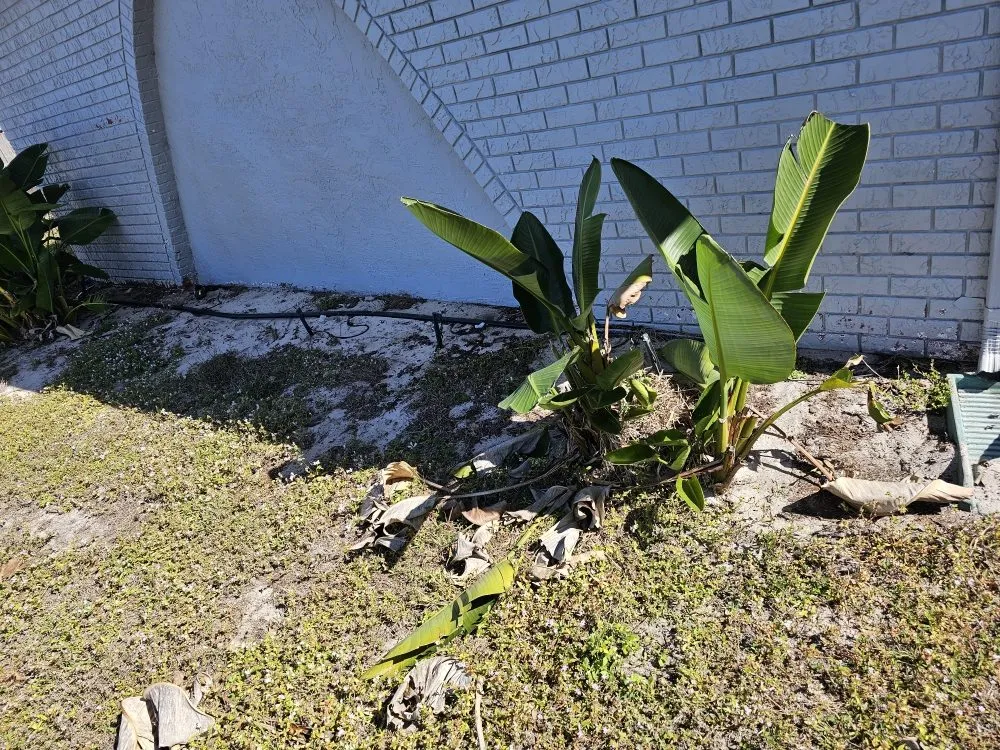 Reliable lawn mowing service for beautiful yards across Frostproof, FL - sunshine Landscaping Management