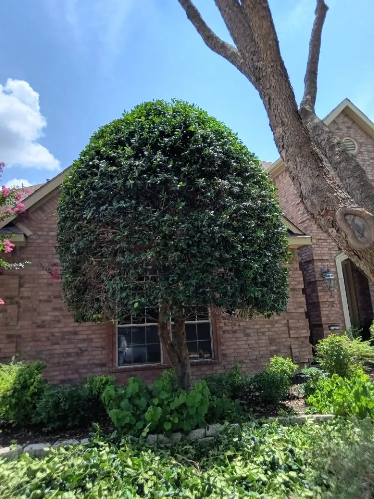 Reliable landscaping services for homes across Wylie, TX - Sunshine Landscaping