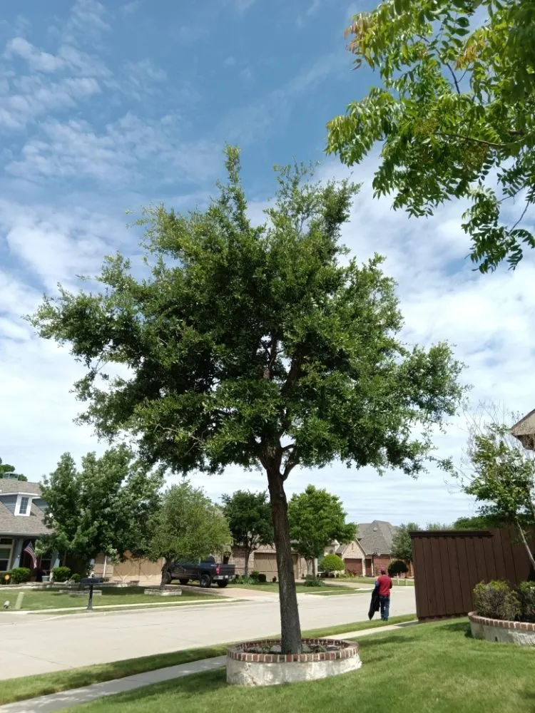 Reliable landscape design in Wylie, TX by Sunshine Landscaping