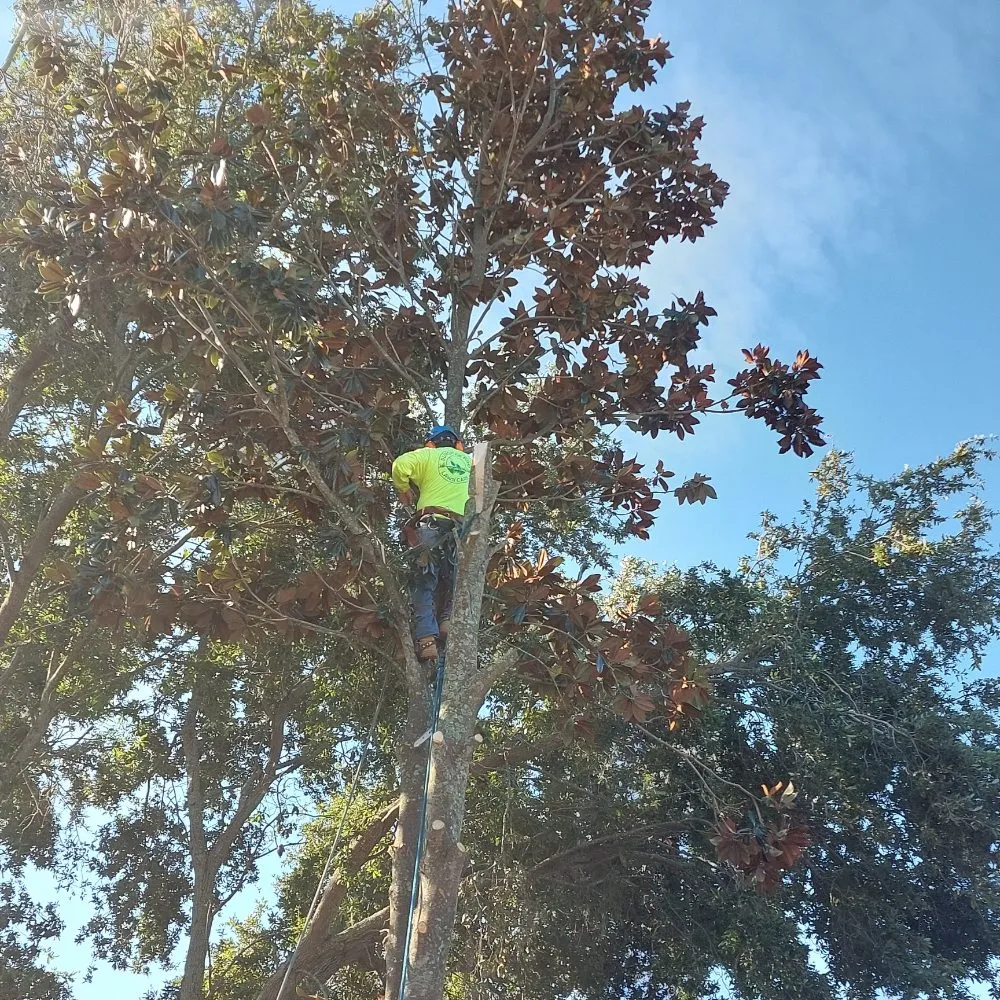 Expert yard cleanup service for homes in Ocoee, FL by Sunshine Pro Lawn Care