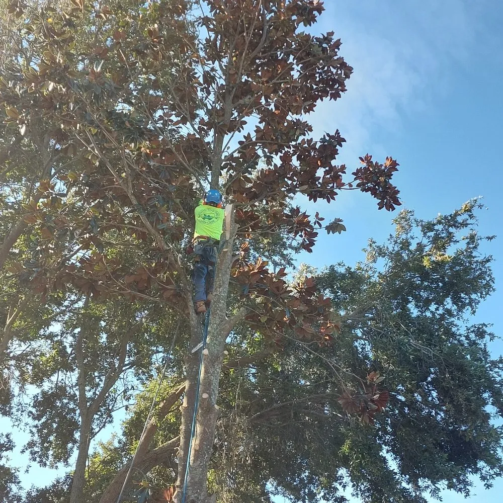 Expert yard cleanup service for homes in Ocoee, FL by Sunshine Pro Lawn Care