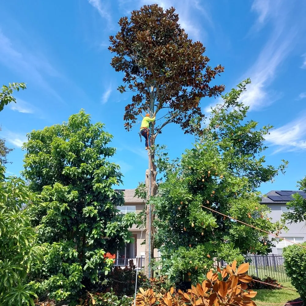 Top-rated landscaping services for beautiful yards across Ocoee, FL - Sunshine Pro Lawn Care