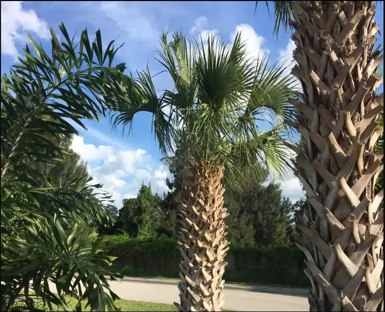 Affordable lawn mowing service with custom design in Palm Bay, FL by Sunshine Quality Lawn Service