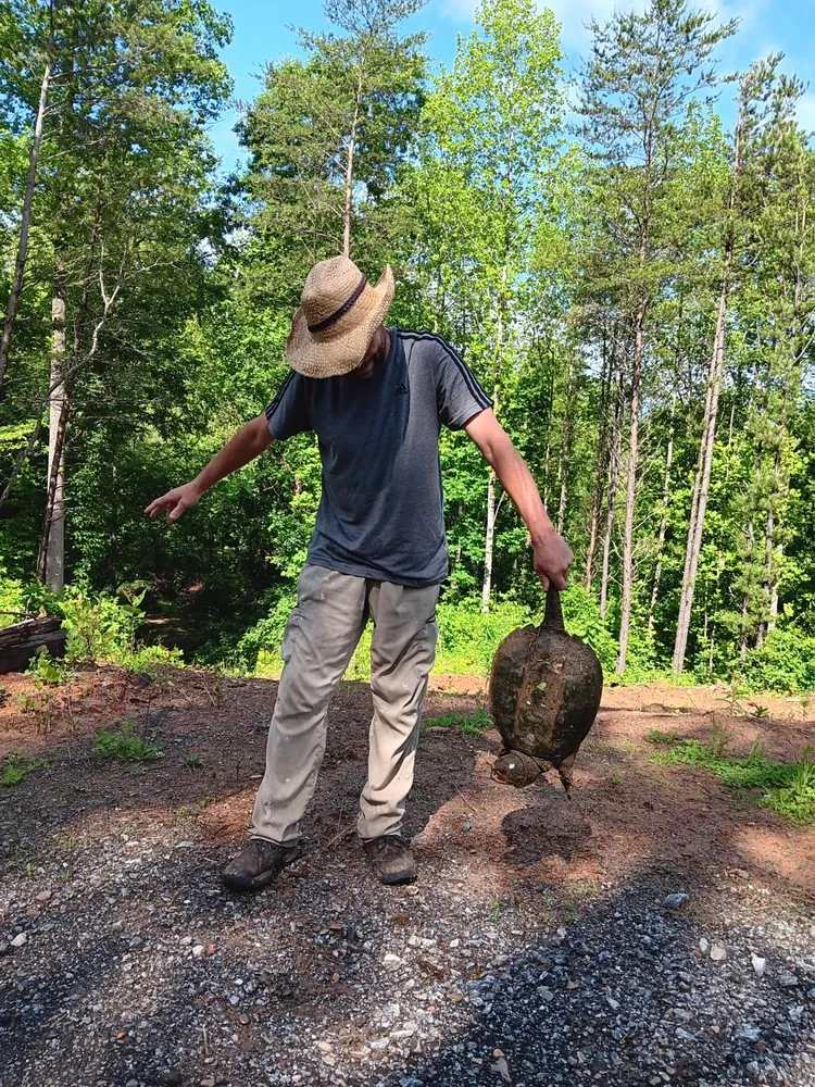 Top-rated yard cleanup service for beautiful yards across Horse Shoe, NC - Sunshine Services