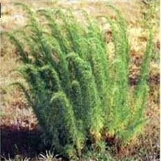 Reliable residential landscaping in Stewartsville, NJ by Sunshine Tree & Landscape