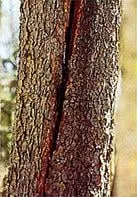 Top-rated landscaping services experts serving Stewartsville, NJ - Sunshine Tree & Landscape