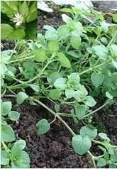 Expert lawn care service near you across Stewartsville, NJ - Sunshine Tree & Landscape