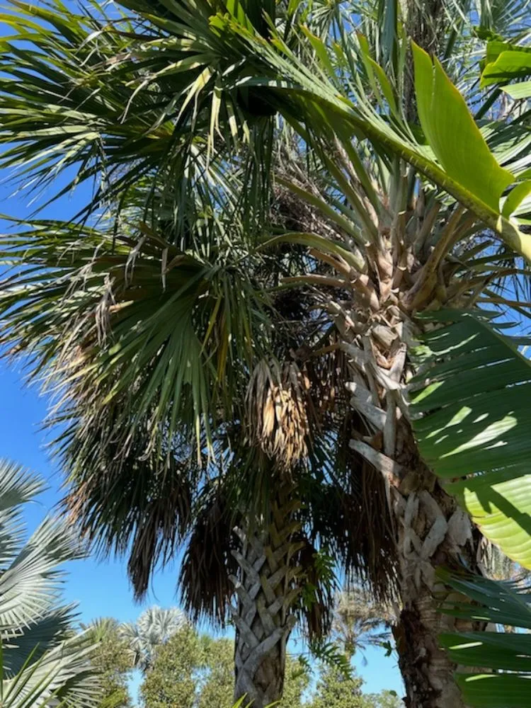 Affordable landscape design for residential properties in Lehigh Acres, FL by Sunshine Tree Cutting