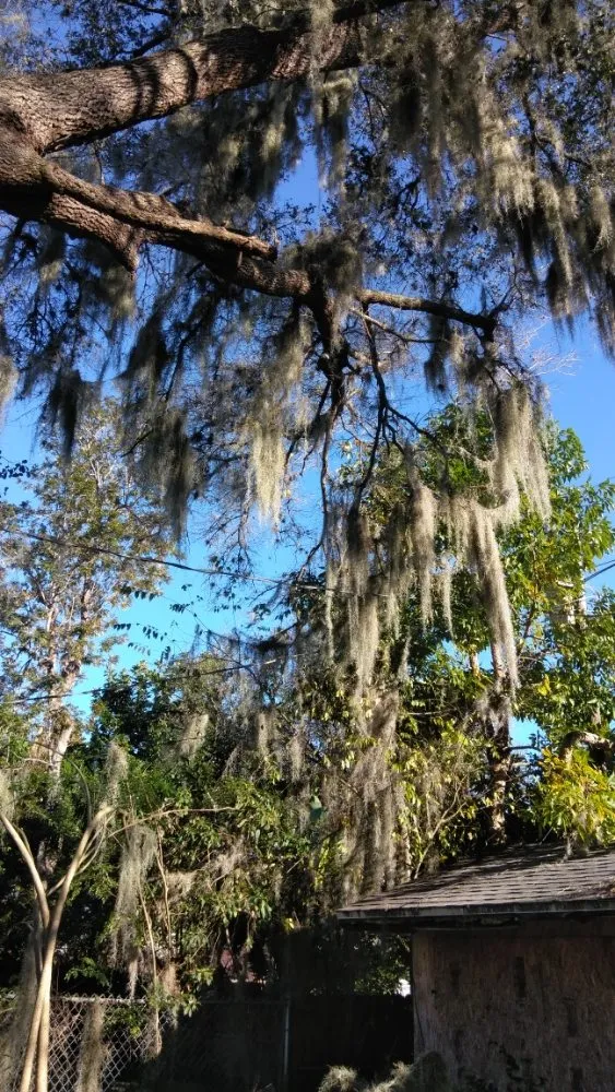 Expert yard cleanup service for outdoor upgrades in Lehigh Acres, FL by Sunshine Tree Cutting