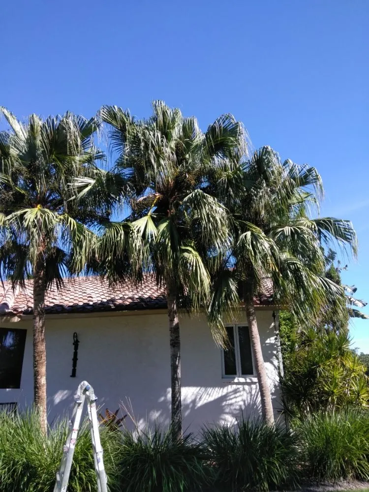 Expert landscape design experts serving Lehigh Acres, FL - Sunshine Tree Cutting