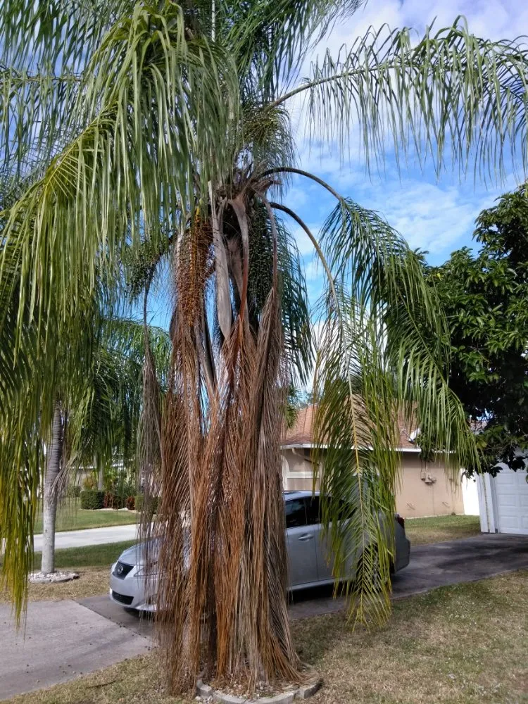 Trusted garden landscaping in Lehigh Acres, FL - Sunshine Tree Cutting