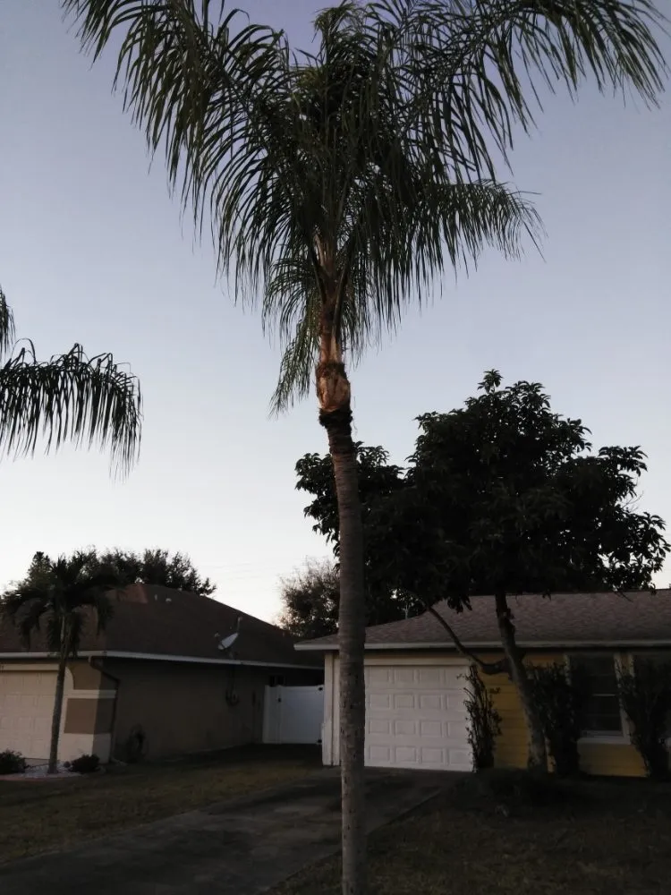 Reliable landscape installation for beautiful yards in Lehigh Acres, FL by Sunshine Tree Cutting