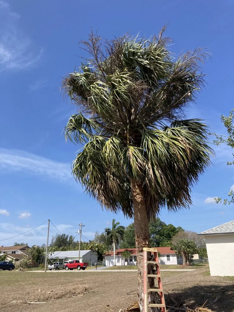 Top-rated yard maintenance experts serving Lehigh Acres, FL - Sunshine Tree Cutting