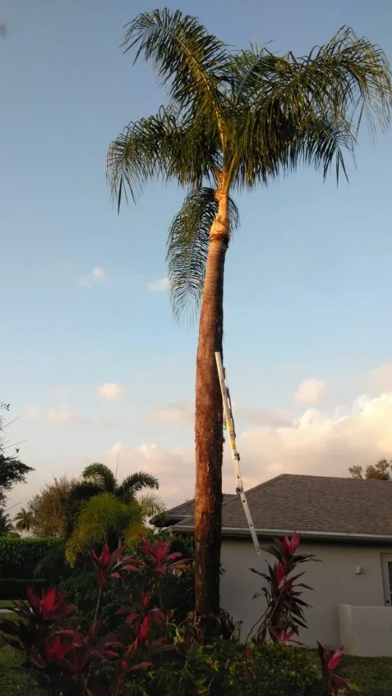 Expert yard cleanup service in Lehigh Acres, FL - Sunshine Tree Cutting