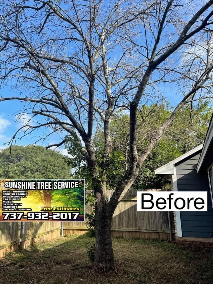 Reliable yard cleanup service in TX, TX - Sunshine Tree Service